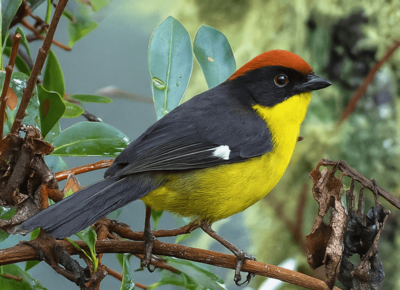 Atlapetes pechiamarillo