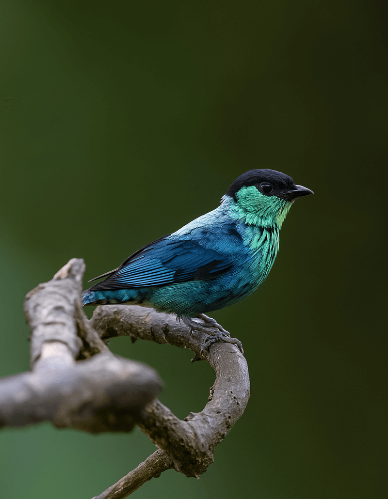 Tangara coroninegra